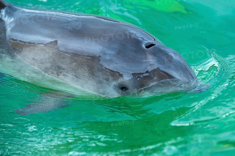 Harbour porpoise