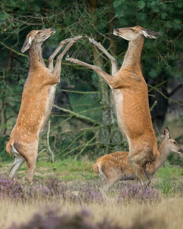 Red deer