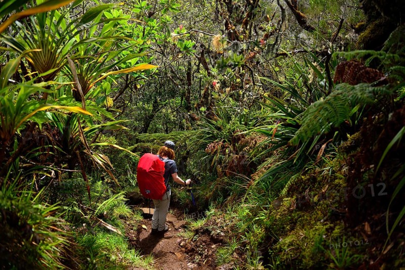 Hike from La Plaine des Cafres to Gite de la Caverne Dufour at Piton du Neige