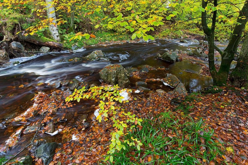La Hoegne torrent