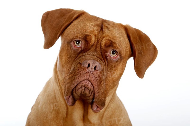 Dogue de Bordeaux