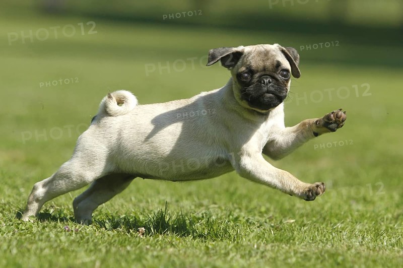 Pug