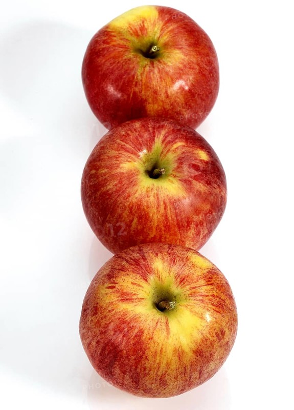 Malus domestica