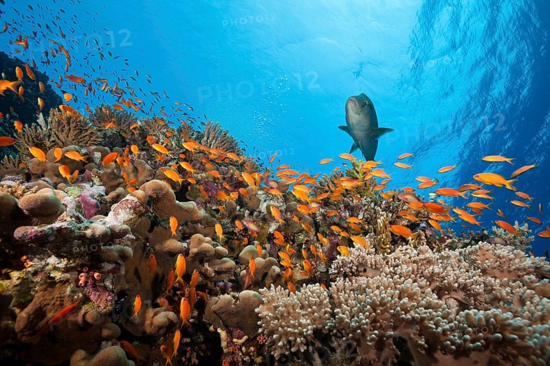 Lyretail Anthias