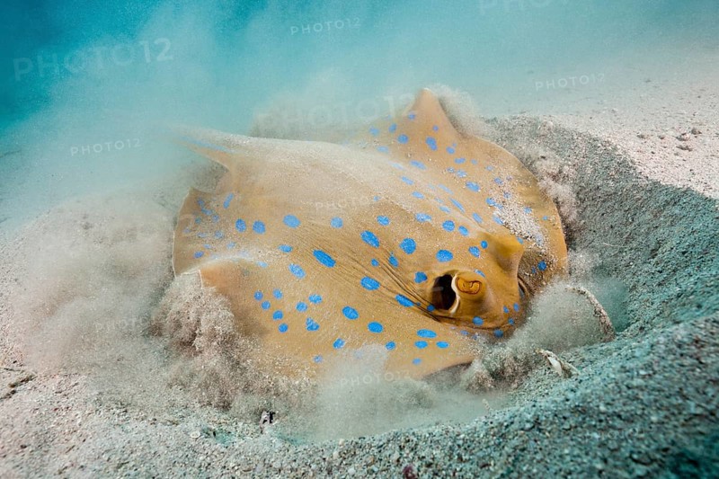Bluespotted ribbontail ray