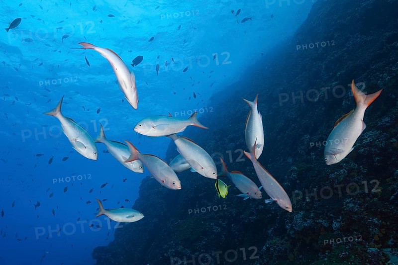 Pacific creolefishes