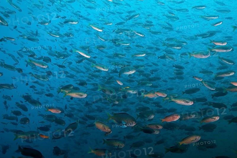 Shoal of swallowtail damselfish
