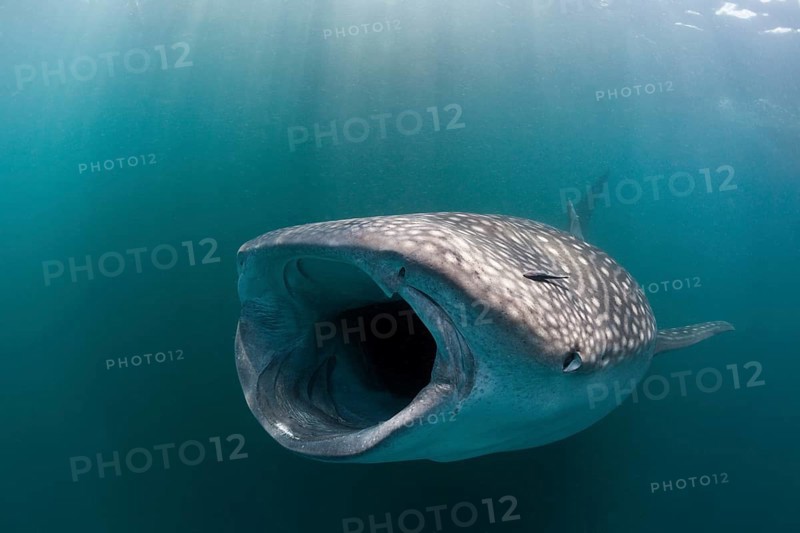Feeding whale shark