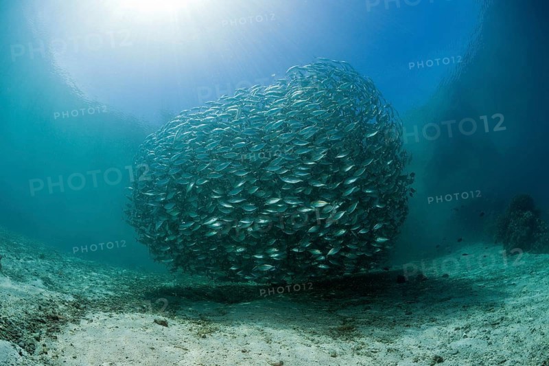Shoal of ox-eye mackerel