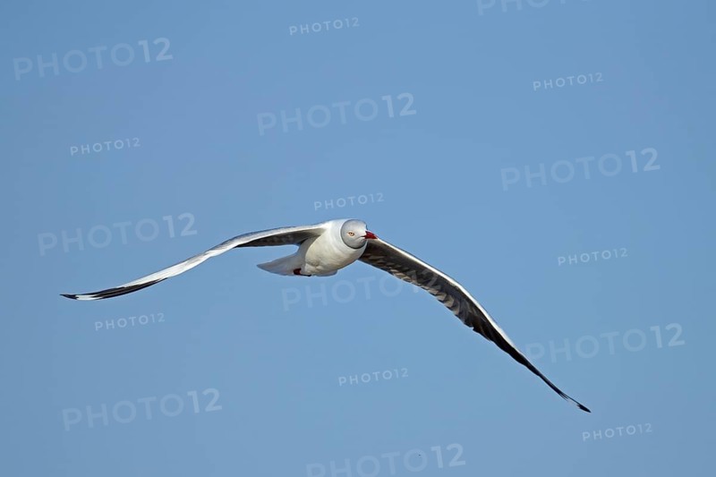 Grey-headed Gull