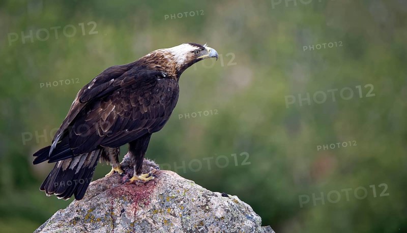 Spanish imperial eagle