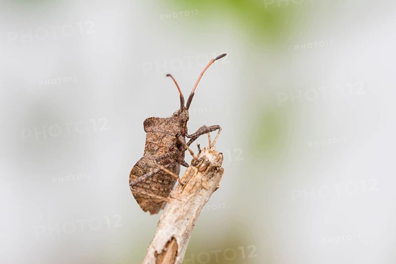 Dock bug