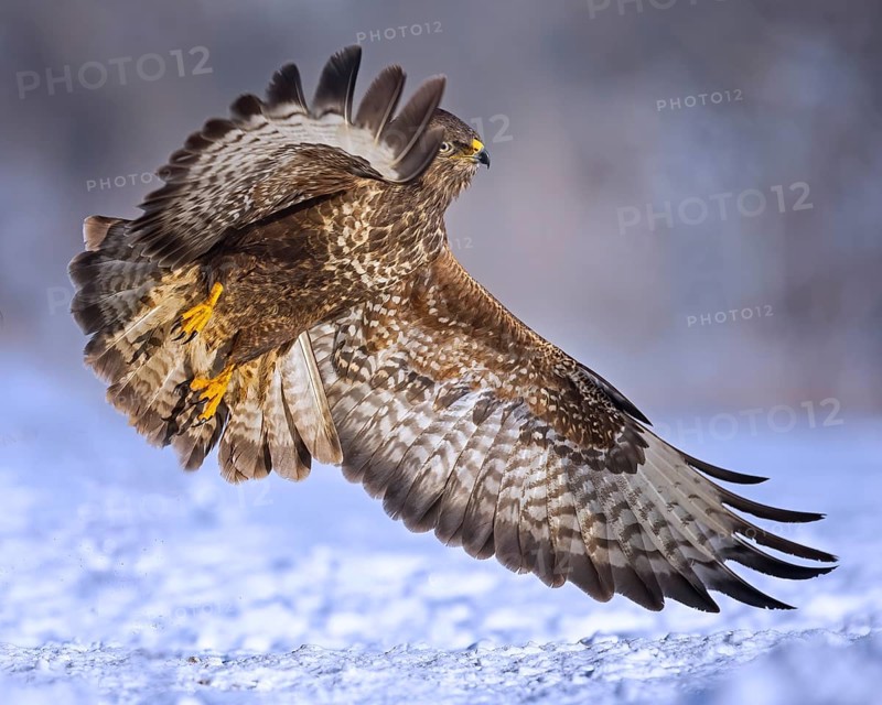 Steppe buzzard