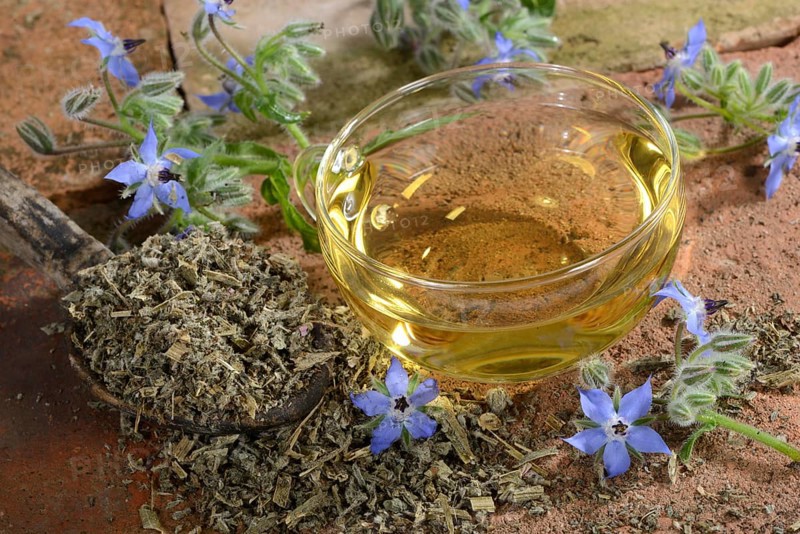 Borage