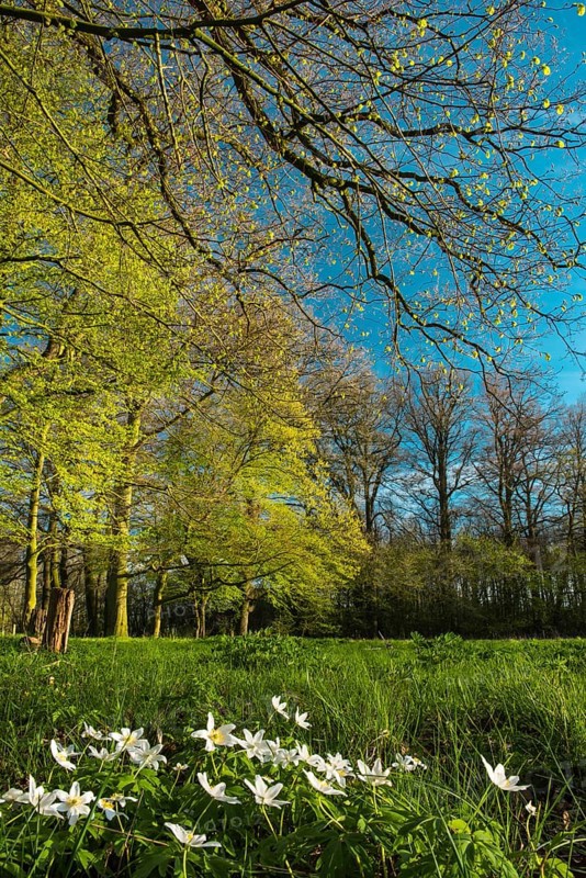 Wood anemones
