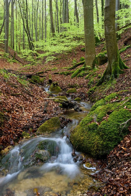 Kieler Bach