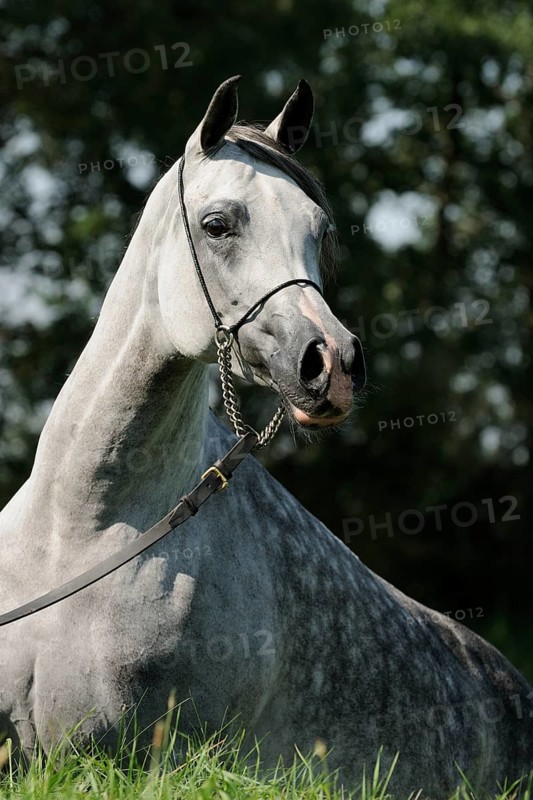 Arabian thoroughbred
