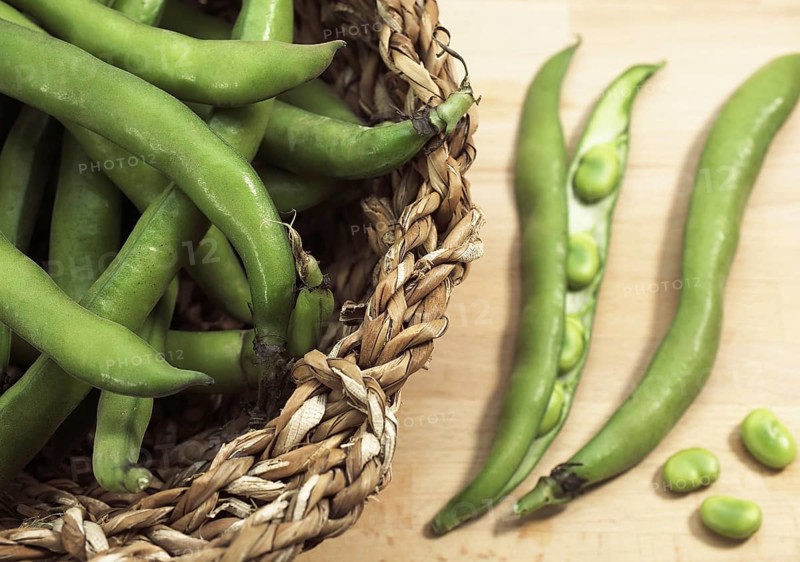 Fava Bean