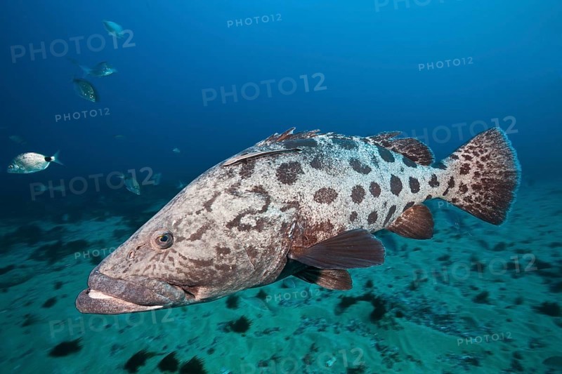 Potato Grouper
