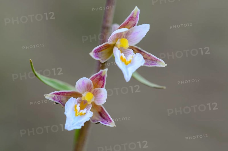 Marsh Helleborine