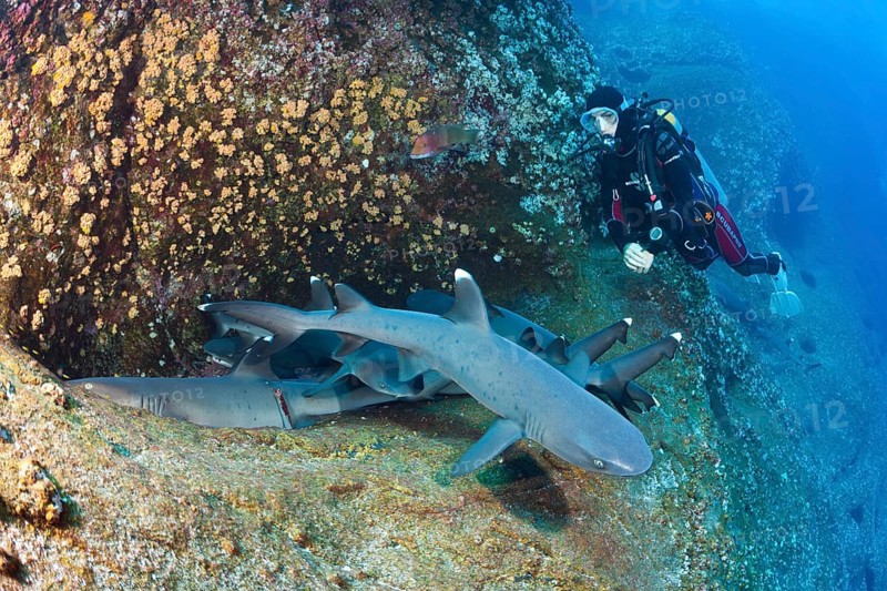 Whitetip Reef Shark