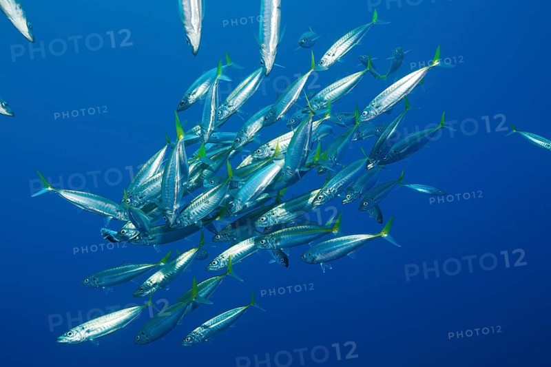 Pacific spiny dogfish