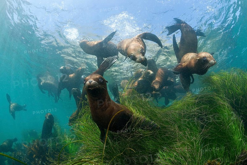 California sea lions