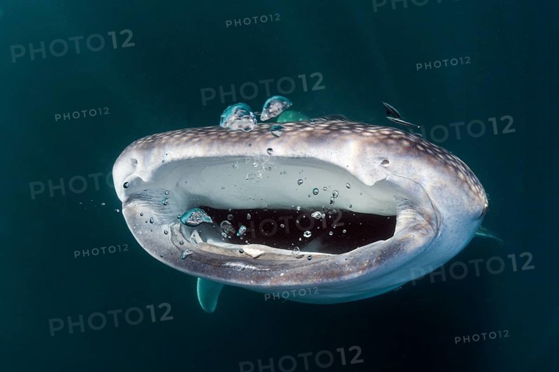 Feeding whale shark