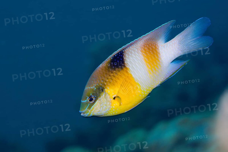 Honeyhead damselfish