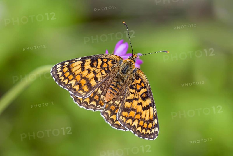 Knapweed fritillary