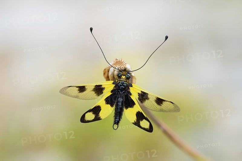 Eastern butterfly