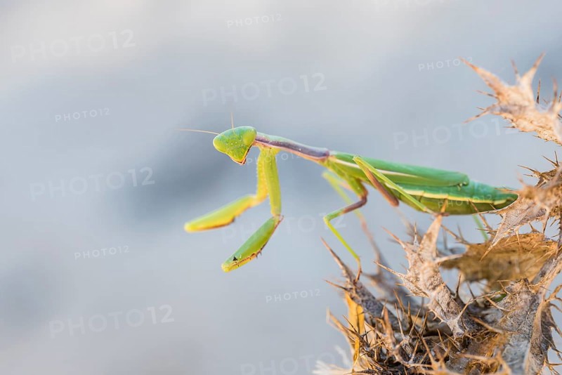 Mediterranean praying mantis