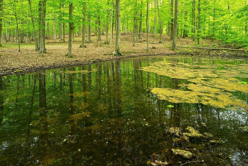 Untouched forest with pond in spring