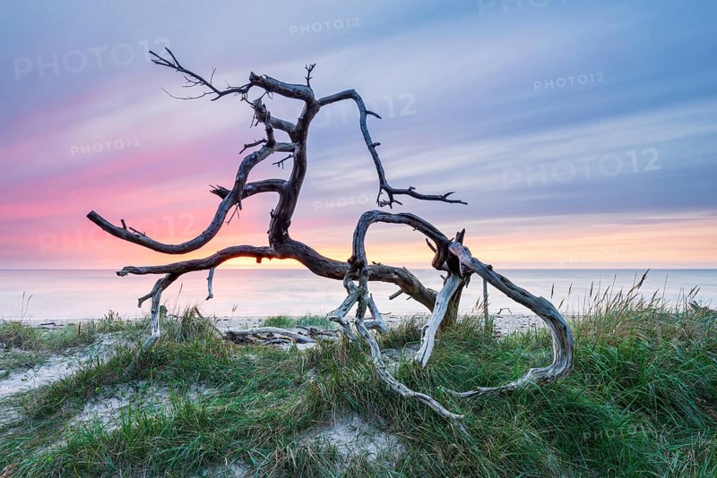 Uprooted tree at the west beach at sunset