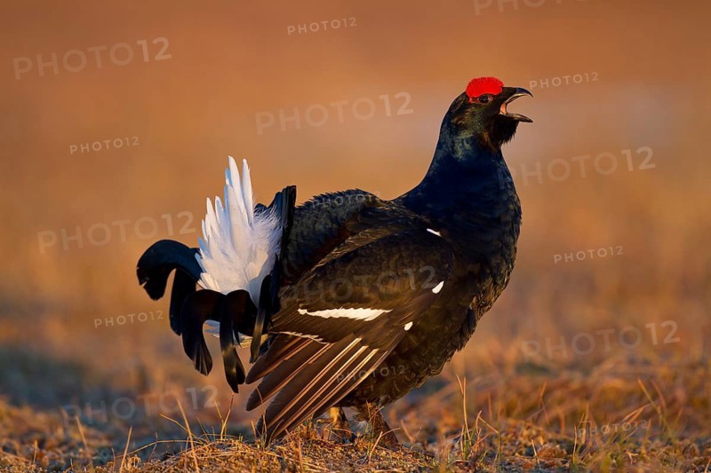 Black grouse