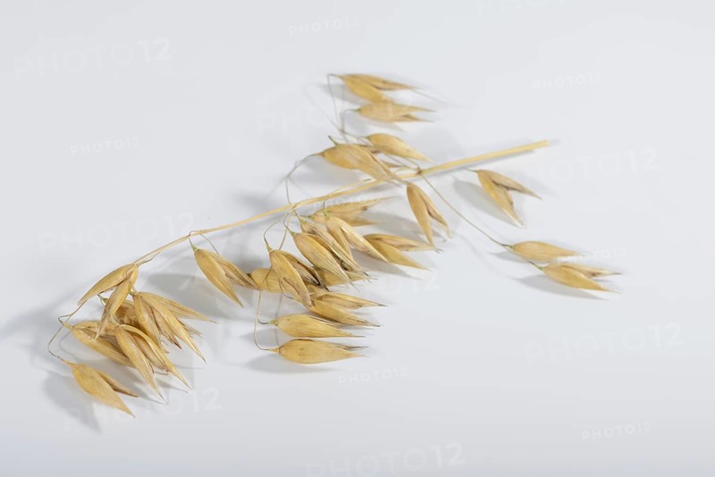 Oats