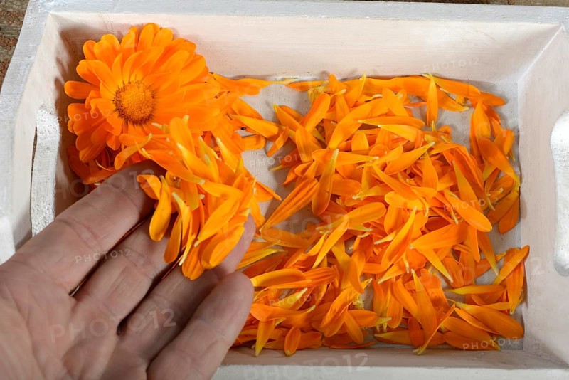 Marigold