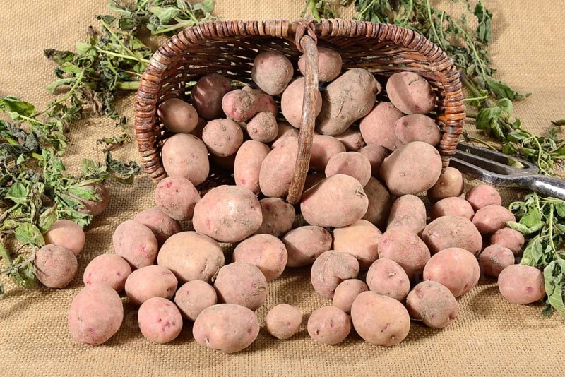 Potatoes