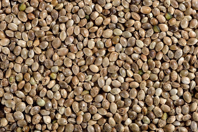 Ordinary hemp