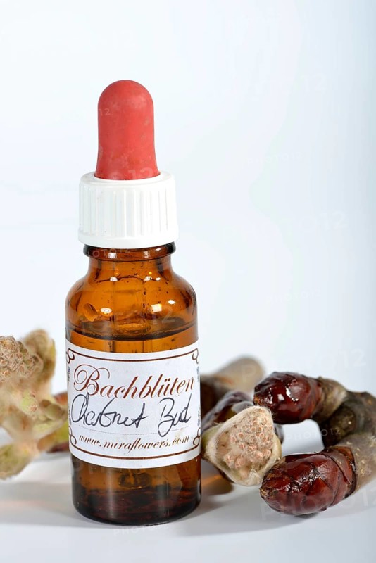 Bach Flower remedy chestnut bud