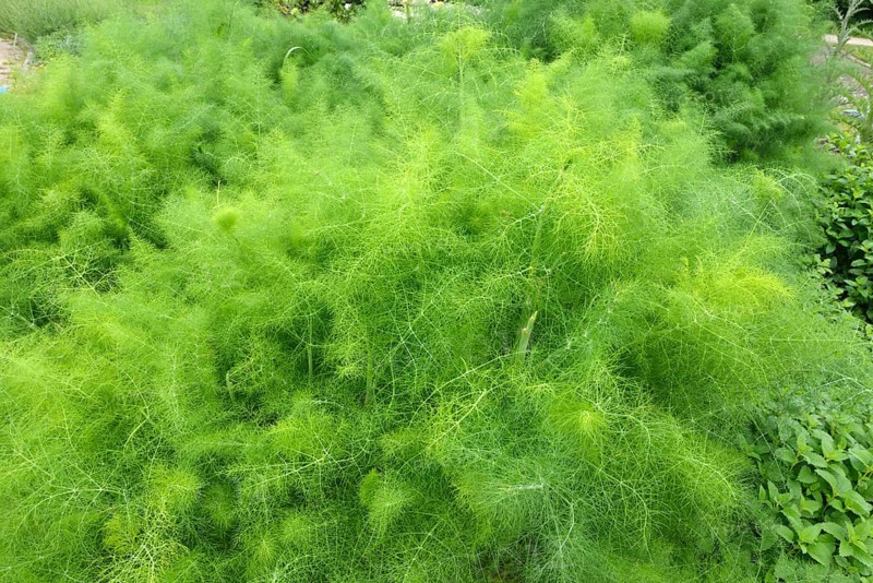 Fennel