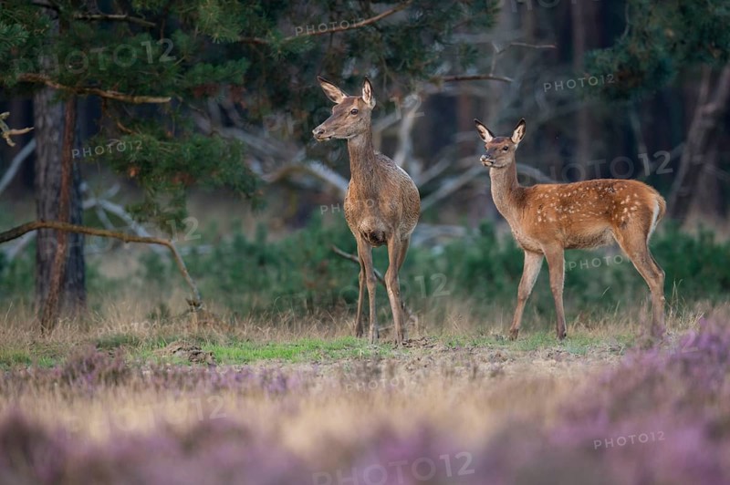 Red deer