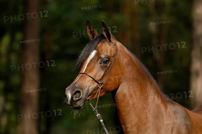 Arabian thoroughbred