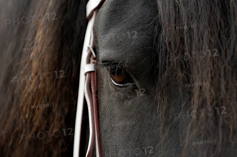 Frisian