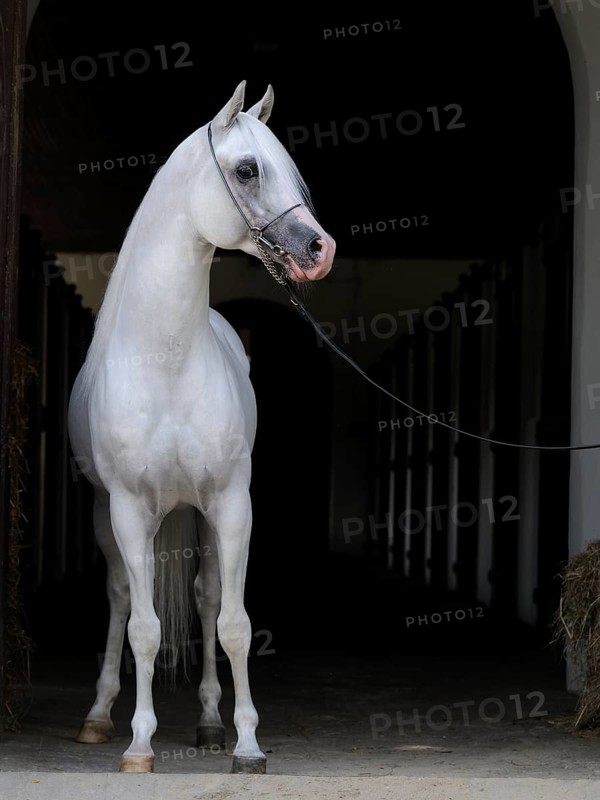 Arabian thoroughbred