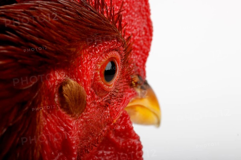 Bantam rooster