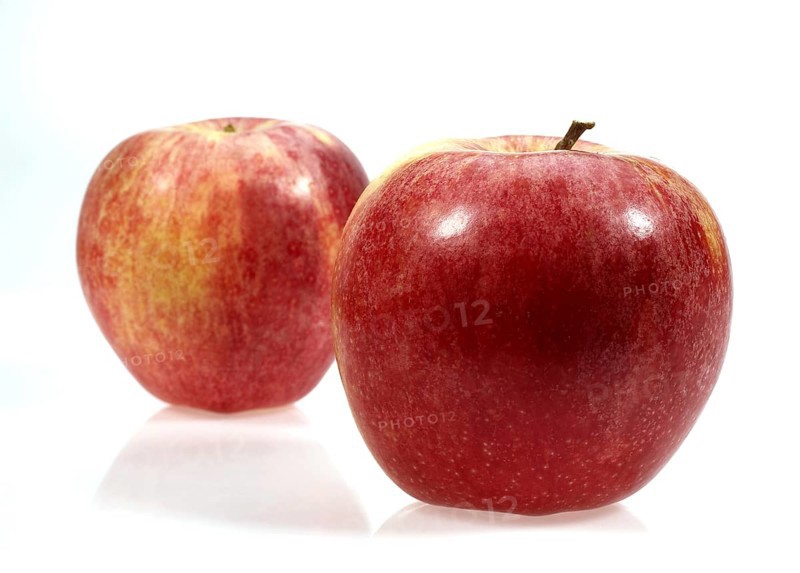 Malus domestica