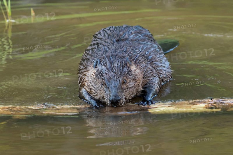Canadian beaver
