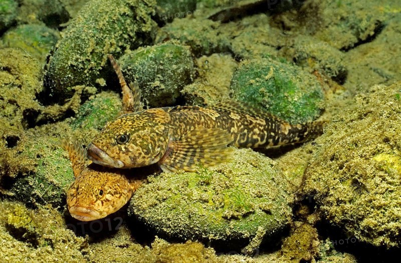 European bullhead