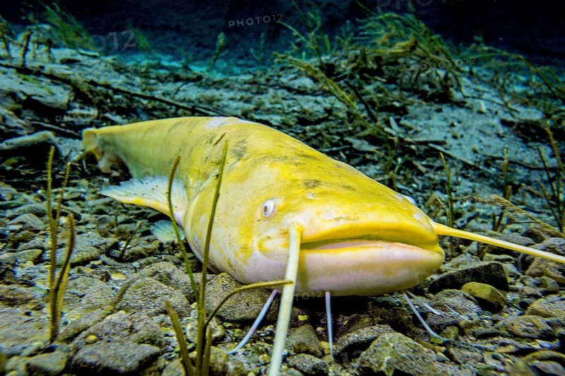 Wels catfish